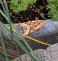 Phlogophora meticulosa