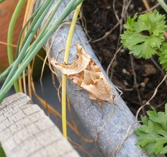 Phlogophora meticulosa