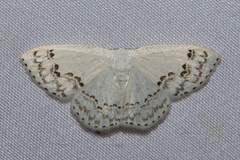 Teldenia specca
