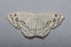 Teldenia specca