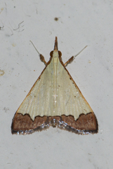 Autocharis hedyphaes