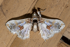 Leucinodes orbonalis