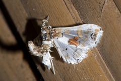 Leucinodes orbonalis