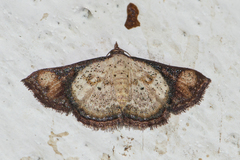 Corgatha atrimargo