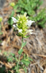Agastache pallidiflora