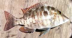 Lethrinus laticaudis