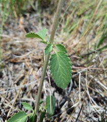 Agastache pallidiflora