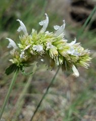 Agastache pallidiflora