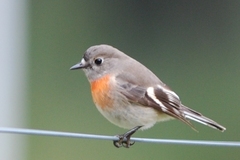 Scarlet Robin photo 2