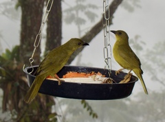 Orthogonys chloricterus