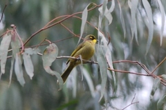 Lichenostomus melanops