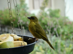 Orthogonys chloricterus