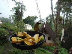 Orthogonys chloricterus