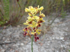 Tritoniopsis parviflora parviflora
