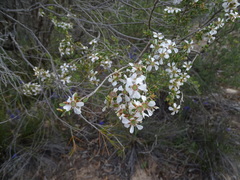Leptospermum coriaceum