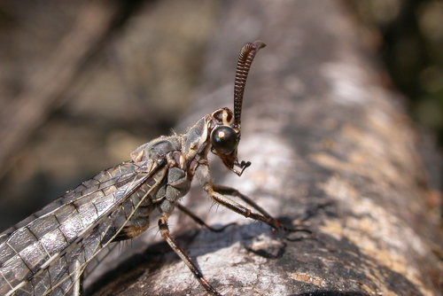 Spotted-wing antlion photo 5