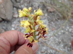 Tritoniopsis parviflora parviflora