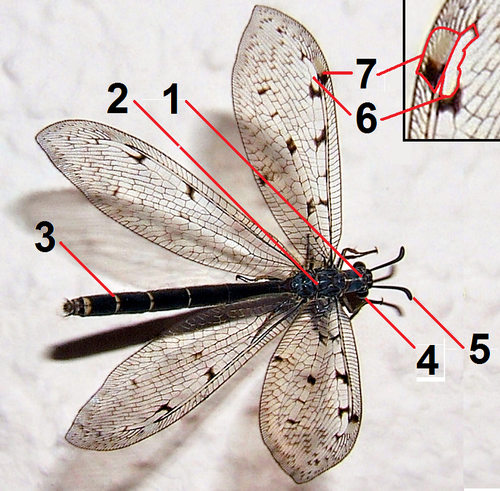 Spotted-wing antlion photo 6