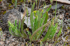 Podotheca angustifolia