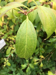 Forsythia giraldiana
