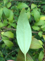 Forsythia giraldiana