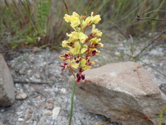 Tritoniopsis parviflora parviflora