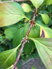 Forsythia giraldiana
