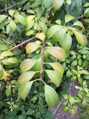 Forsythia giraldiana