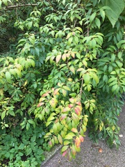 Forsythia giraldiana