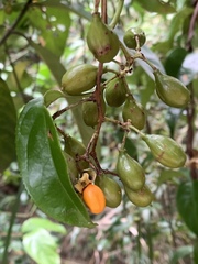 Celastrus monospermus