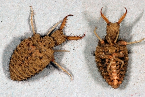 Spotted-wing antlion, photo 2 of 7