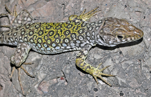 Sierra Nevada Ocellated Lizard, photo 5 of 10