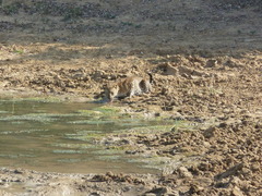Panthera pardus kotiya