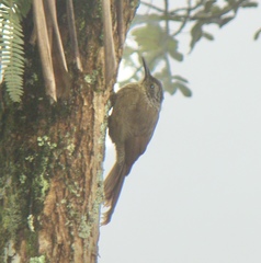 Dendrocolaptes platyrostris