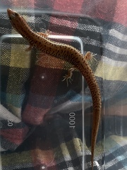 Eremiascincus isolepis