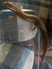 Eremiascincus isolepis