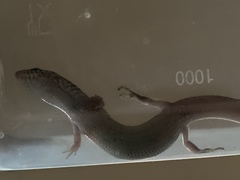 Eremiascincus isolepis