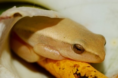 Hyperolius horstockii