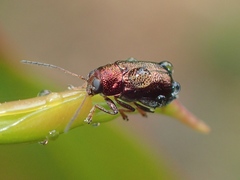 Aporocera viridis