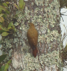 Lepidocolaptes squamatus