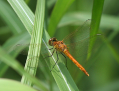 Sympetrum cordulegaster