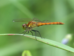 Sympetrum cordulegaster