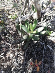 Adromischus filicaulis