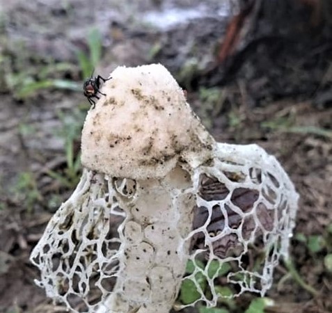 Phallus · October 2020 · photo: © gerryvantonder (iNaturalist, cc-by)