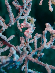 Hippocampus bargibanti