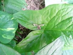 Monobolodes prunaria