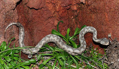 Vipera latastei