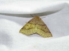 Crocallis dardoinaria
