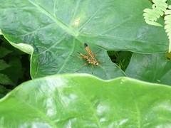 Macromerella honesta