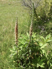 Digitalis ferruginea